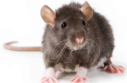 चूहों को निपटाने के लिए पौने पांच लाख की सुपारी किसने दी! जानिए