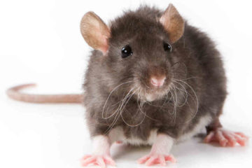 चूहों को निपटाने के लिए पौने पांच लाख की सुपारी किसने दी! जानिए