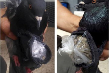 तोते को गांजा सप्लाई करता था कबूतर! पुलिस ने किया गिरफ्तार