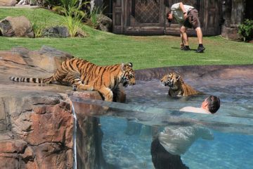 यहां स्विमिंग पूल में शेर भी नहाते हैं इंसानों के साथ!