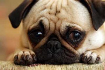 कुत्तों के रोने का कारण जानते हैं क्या आप?