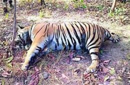 कान्हा नेशनल पार्क : मृत मिले बाघ से गायब