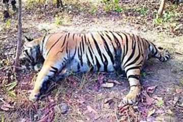 कान्हा नेशनल पार्क : मृत मिले बाघ से गायब