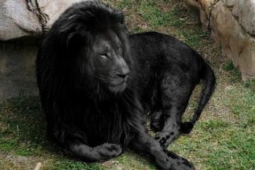 black-lion-have-been-rumored-from-all-around-the-globe