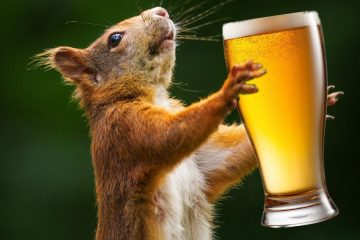 नशे में टल्ली गिलहरी ने लगाया 30 हज़ार का चूना