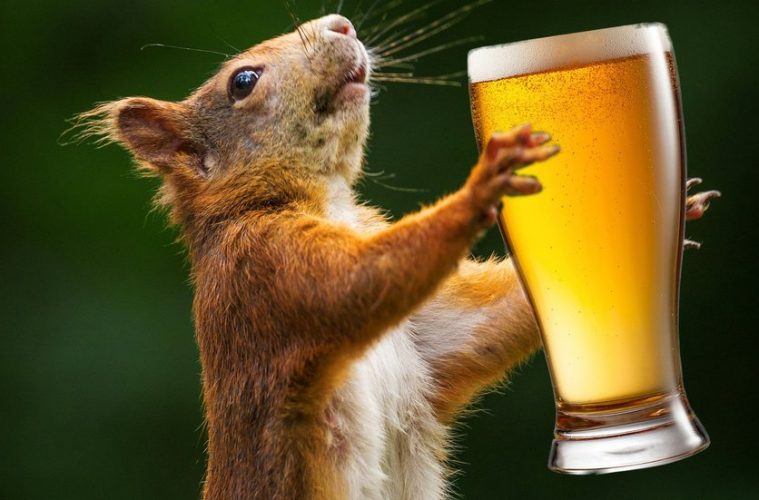 नशे में टल्ली गिलहरी ने लगाया 30 हज़ार का चूना
