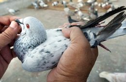 पाक का 'जासूस' कबूतर’ भारत की गिरफ्त में, पीएम मोदी के नाम लाया था धमकी भरा मैसेज