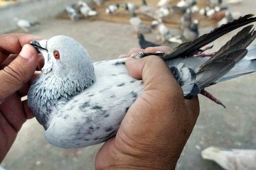 पाक का 'जासूस' कबूतर’ भारत की गिरफ्त में, पीएम मोदी के नाम लाया था धमकी भरा मैसेज