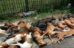 केरल में 90 कुत्तों को मौत के