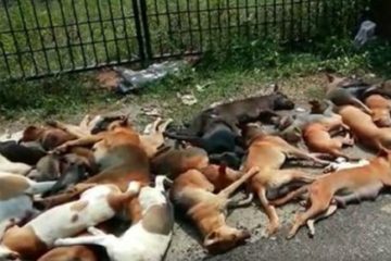 केरल में 90 कुत्तों को मौत के