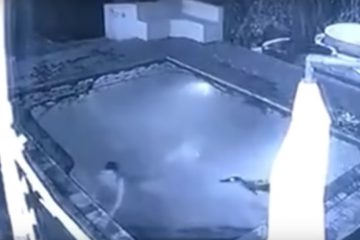 स्वीमिंग पूल में कपल कर रहा था सेक्स, तभी बोला मगरमच्छ ने हमला, वीडियो