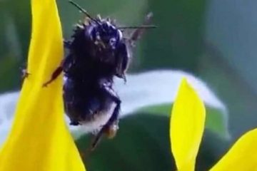 मधुमक्खी सिर्फ काटती नहीं थैंक्स भी बोलती है, देखिए वीडियो