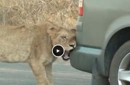 गाड़ी देखते ही झपट पड़ी शेरनी