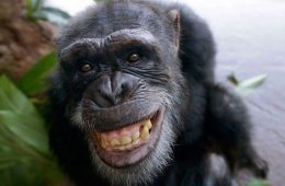 चिंपाजी होते हैं इंसानों से भी अधिक स्वार्थी, जानिए क्यों
