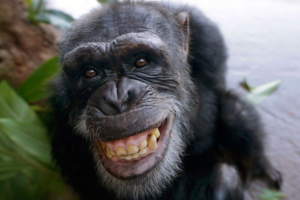 चिंपाजी होते हैं इंसानों से भी अधिक स्वार्थी, जानिए क्यों