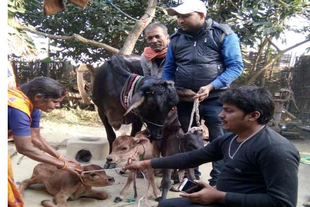 हुआ चमत्कार गाय ने एक साथ दिया तीन