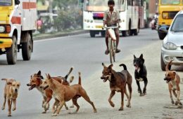 कुत्तों के इस हरकत को ना करें नजर अंदाज