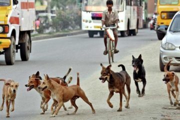 कुत्तों के इस हरकत को ना करें नजर अंदाज