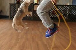 कुत्ते ने बनाया रस्सी कूदने का वर्ल्ड रिकॉर्ड, देखिए वीडियो