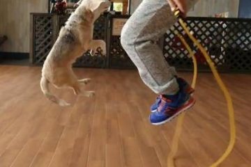 कुत्ते ने बनाया रस्सी कूदने का वर्ल्ड रिकॉर्ड, देखिए वीडियो