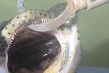 इस खतरनाक साप को निगल गई मछली