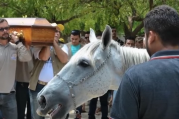 मालिक के मौत पर घोड़ा coffin पर सिर रखकर