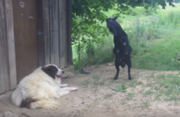 आखिर क्यों रूठे कुत्ते को मनाने के लिए बकरी ने किया हॉट डांस, देखिए वी़डियो