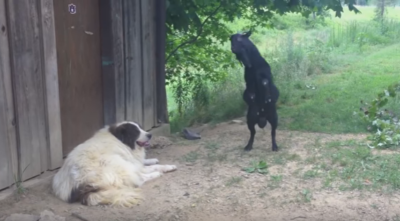आखिर क्यों रूठे कुत्ते को मनाने के लिए बकरी ने किया हॉट डांस, देखिए वी़डियो