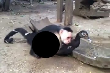 बंदर पर चढ़ा सेक्स का जोश कर डाला बत्तख का बलात्कार, देखें वीडियो