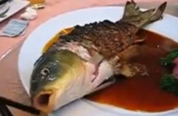 जिंदा मछली तड़पता देखना ही नहीं खाना भी बेहद पसंद है इस देश के लोगो को! देखिये वीडियो