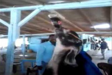 ये बकरा बिना कोल्ड ड्रिंक के नहीं खाता घास, यकीन नहीं आता है तो देखिये वीडियो!