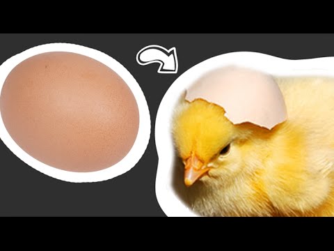 अंडे से पहली बार दुनिया में कदम रखते चूजे की ये वीडियो जीत लेगी आपका भी दिल!