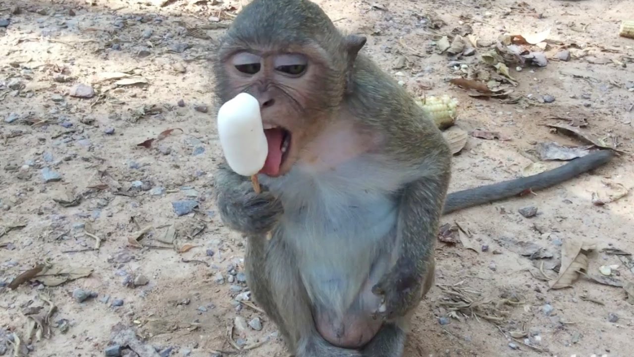 विडियो देखें, किस तरह बंदर-लंगूर गर्मी से बचने के लिए आइस्क्रीम खा रहे हैं