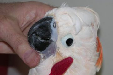 ये तोता है बेहद हाईजेनिक, दांत साफ किए बिना नहीं खाता है खाना! देखिये वीडियो