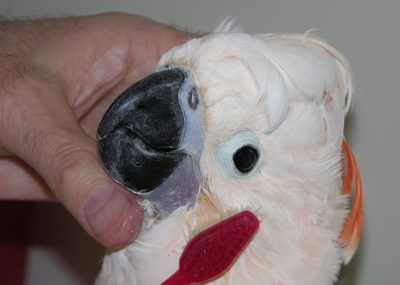 ये तोता है बेहद हाईजेनिक, दांत साफ किए बिना नहीं खाता है खाना! देखिये वीडियो