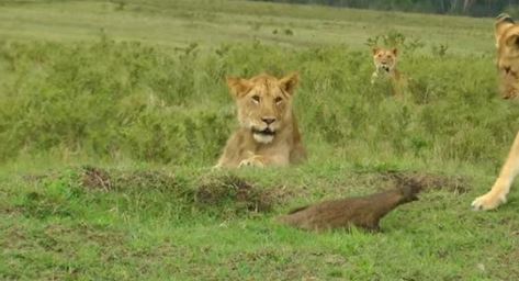 अकेला नेवला लड़ गया 4 बब्बर शेरों से, आप भी देखिये वीडियो