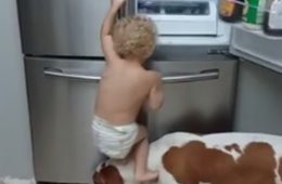 बच्चा था भूखा, कुत्ते ने दिया साथ, हैरान कर देने वाला वीडियो