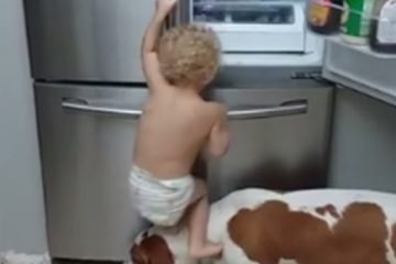 बच्चा था भूखा, कुत्ते ने दिया साथ, हैरान कर देने वाला वीडियो