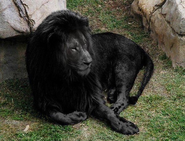 इस काले शेर को देखकर पूरी दुनिया में मच गया बवाल, जानिए क्या है सच
