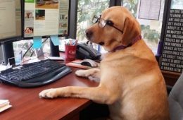 कुत्ते को मिल गई नौकरी, जॉब प्रोफाइल जानकर आप भी हो जाएंगे हैरान!