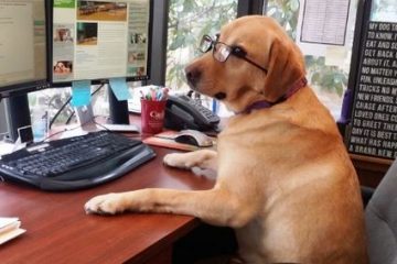 कुत्ते को मिल गई नौकरी, जॉब प्रोफाइल जानकर आप भी हो जाएंगे हैरान!