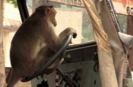 Monkey drive Bus