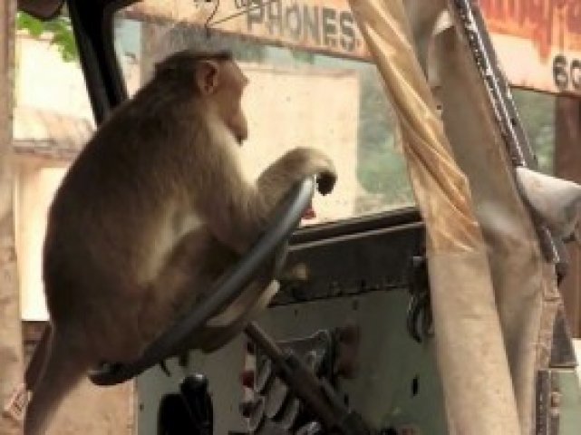 Monkey drive Bus